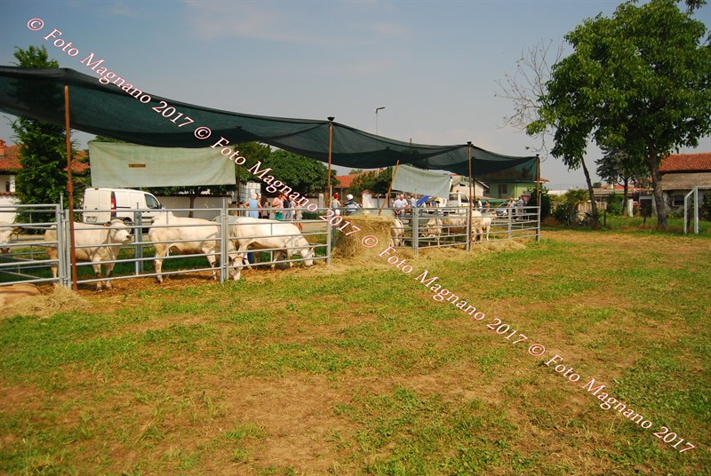 DSC_5007.JPG